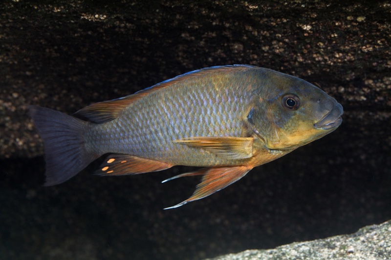Petrochromis sp. 'kasumbe rainbow' Nkondwe Island
